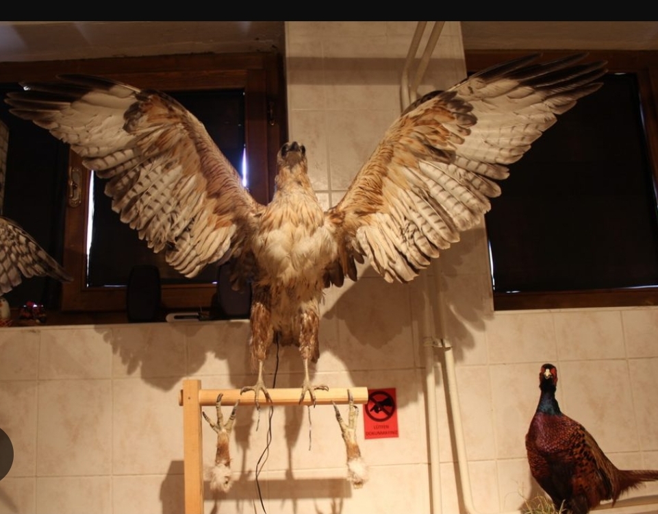 Ankara Üniversitesi Veterinerlik Fakültesi Anatomi Müzesi