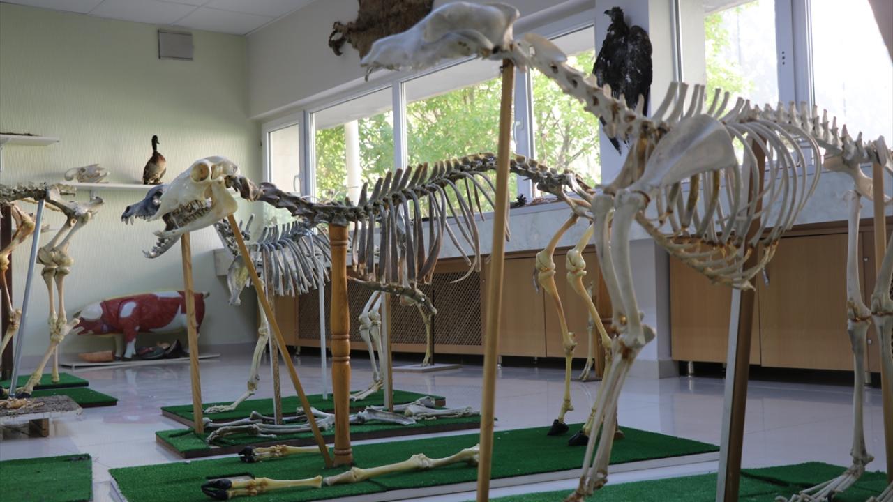 Ankara Veteriner ANATOMİ SERGİ SALONU- ANATOMİ MÜZE