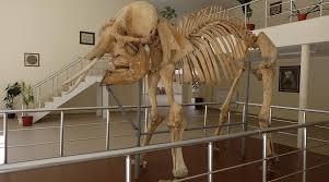 Prof. Dr. Ali Demirsoy Doğa Tarihi Müzesi