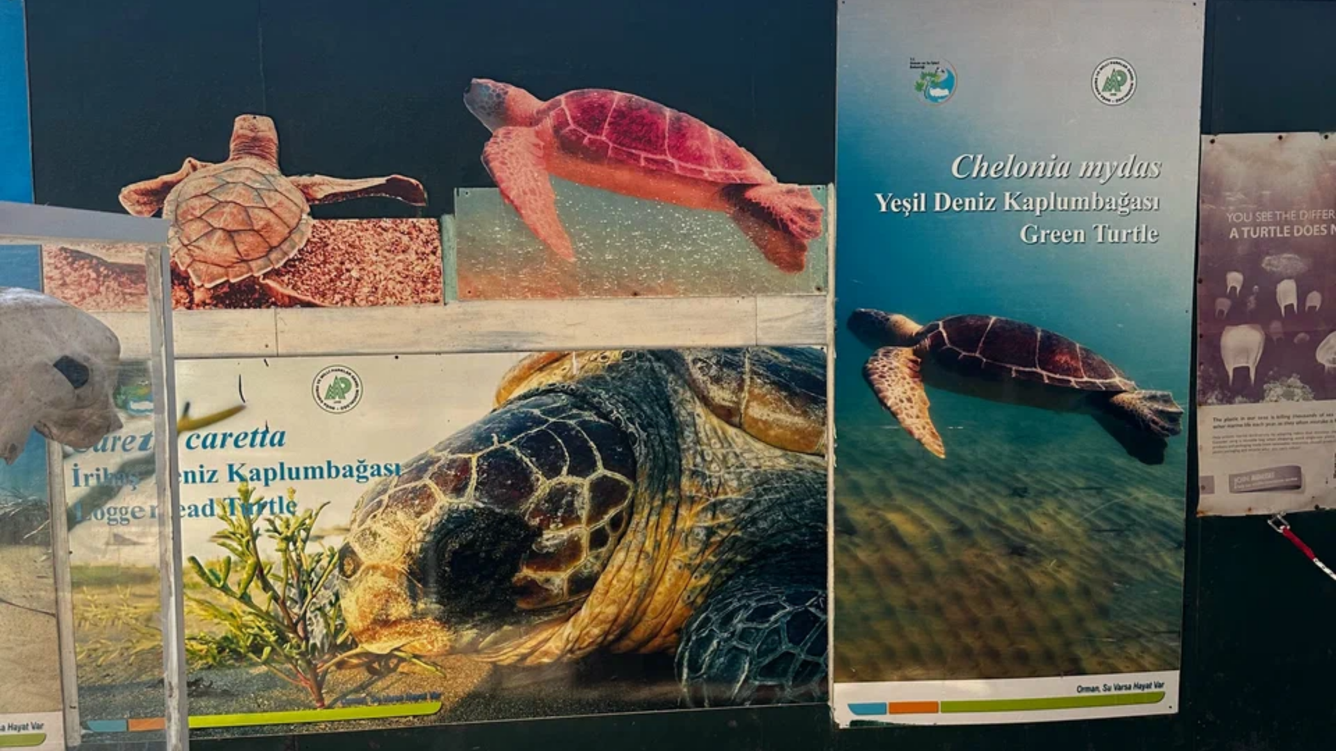 Deniz Kaplumbağaları Araştırma Kurtarma ve Rehabilitasyon Merkezi