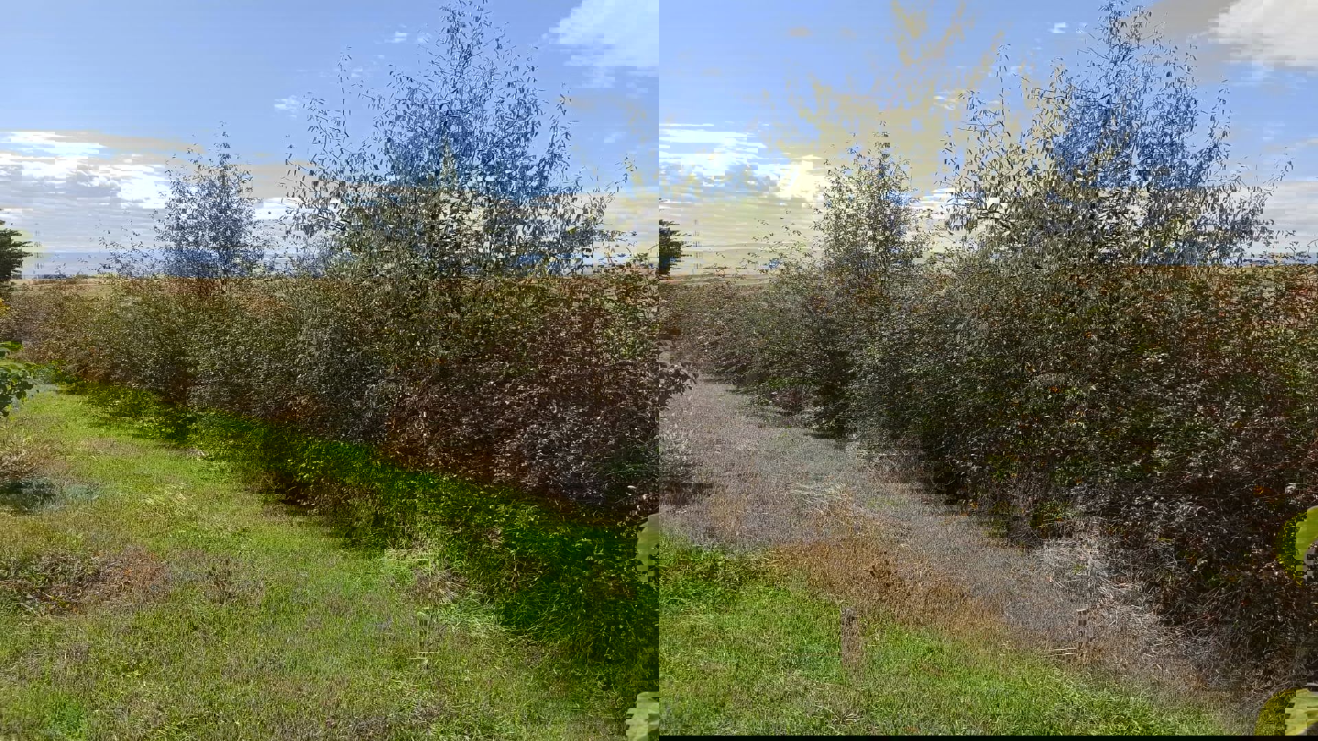 Amasya Merzifon TEMA evi