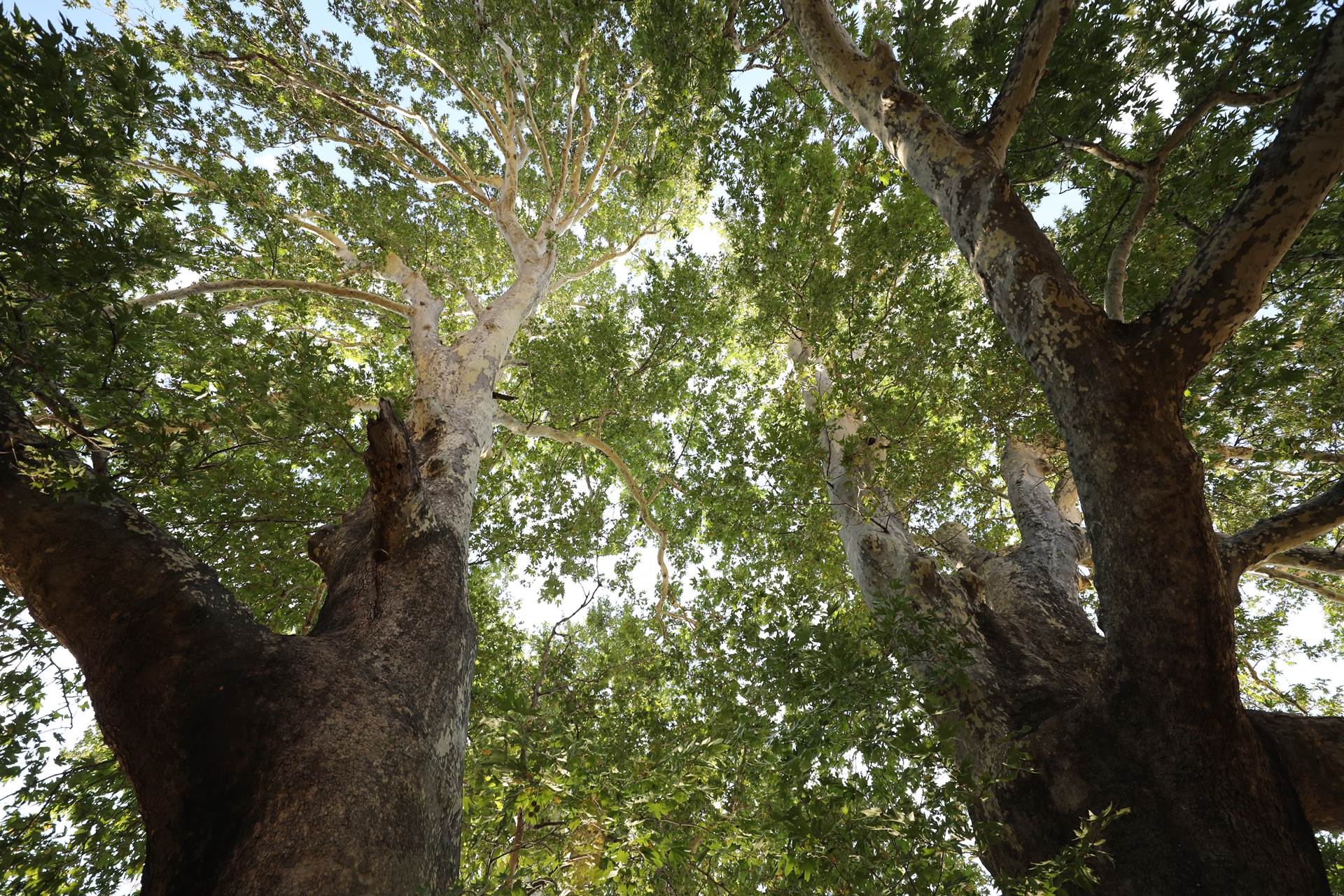 Çağlayancerit Doğu Çınarı