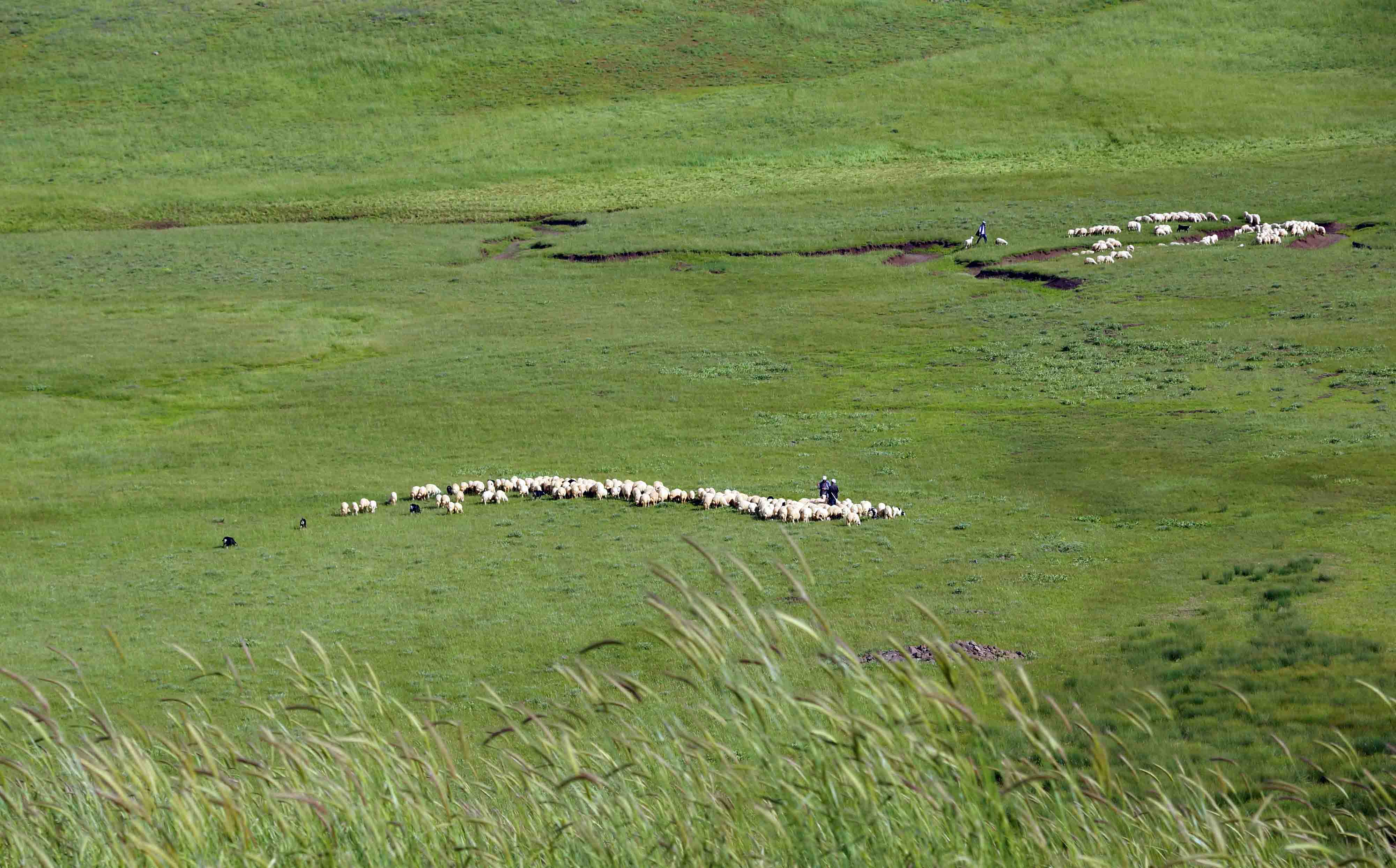 Arapgir Sarıçiçek Yaylası