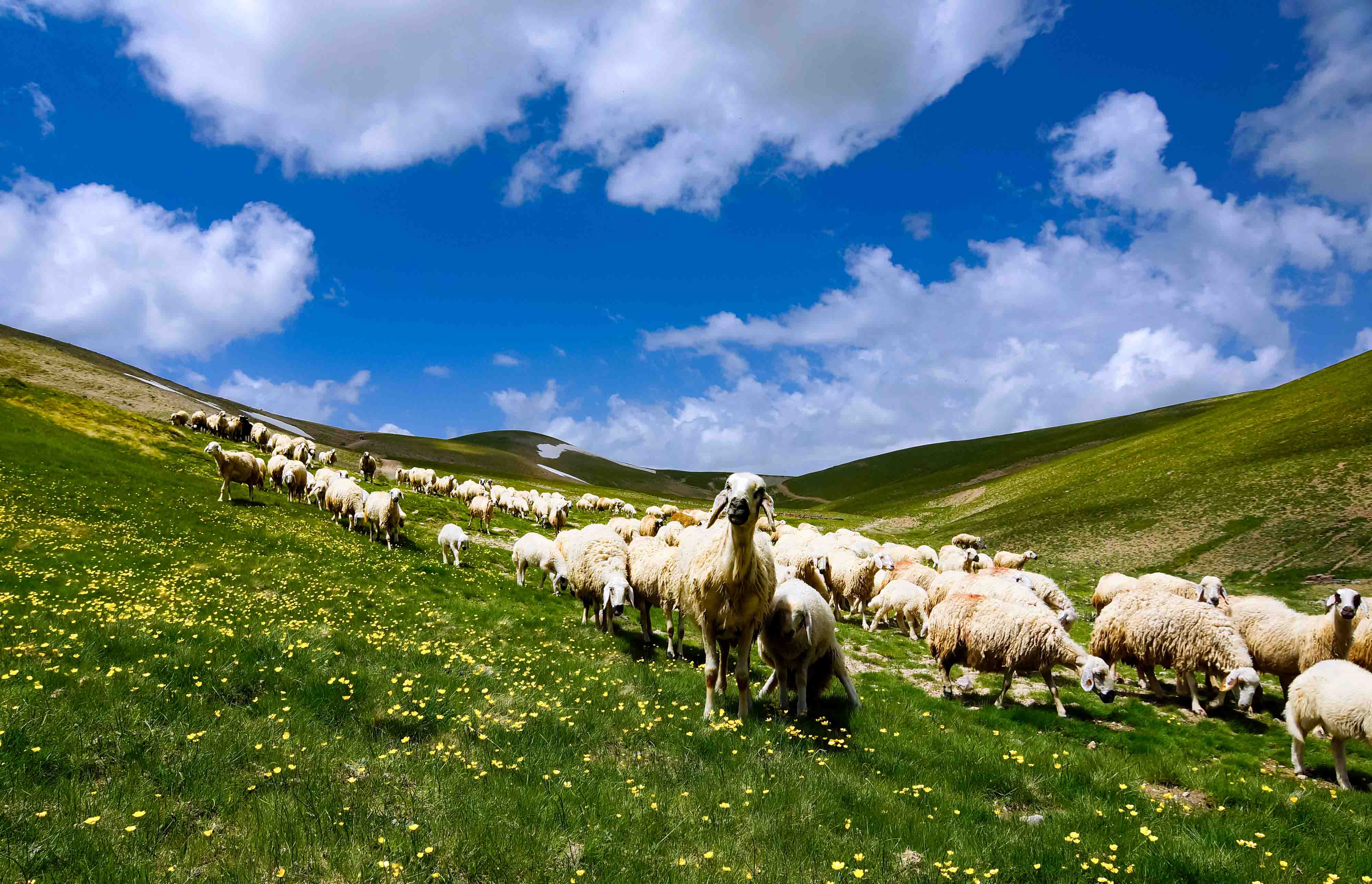 Hekimhan Yama Dağı Yaylası