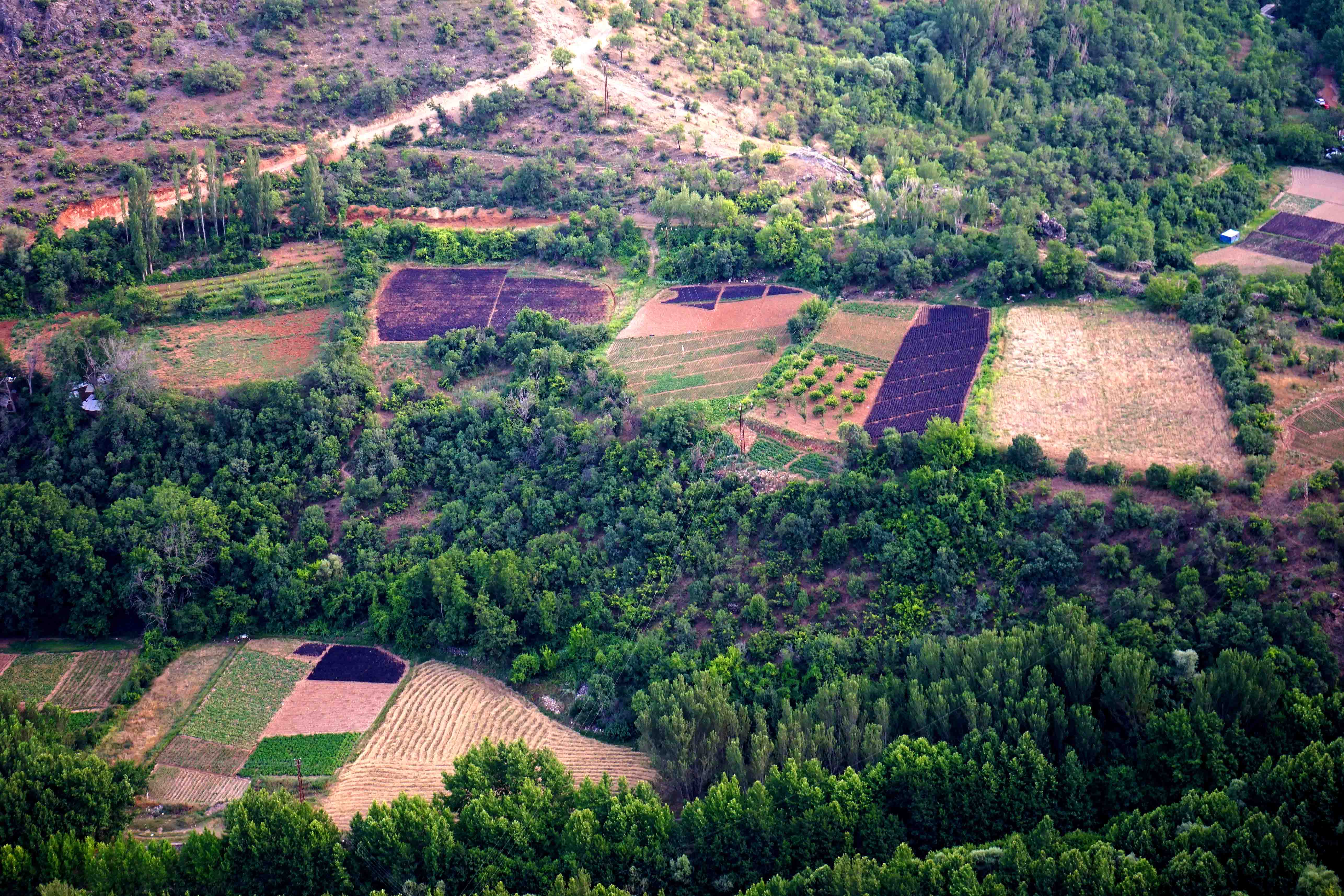 Arapgir Mor Reyhanı