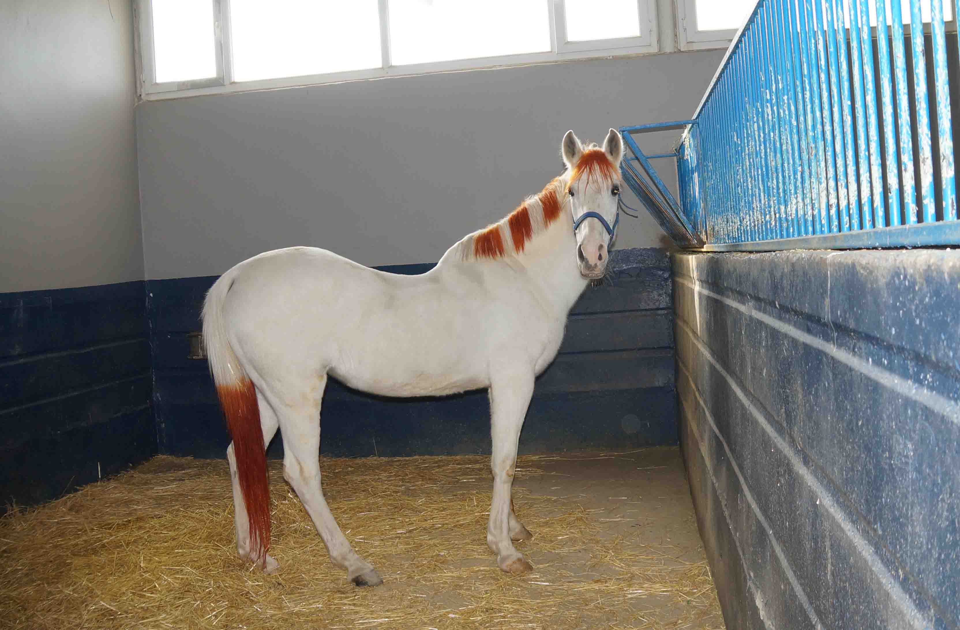 Malatya Turgut Özal Üniversitesi Atçılık ve Atlı Sporlar Uygulama ve Araştırma Merkezi